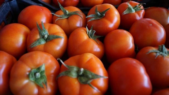 Россия увеличила квоту Турции на поставки томатов