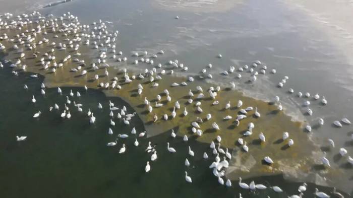 Свыше 16 тысяч лебедей зимуют на Каспии
