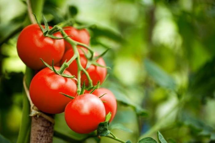 Возобновлен экспорт помидоров в Казахстан
