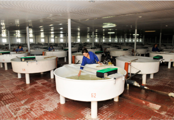 В Азербайджане есть потребность в регистрации рыбохозяйственных предприятий - ассоциация