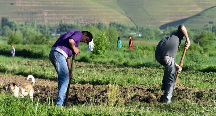 Таджикским фермерам простят налоги на 256 миллионов сомони