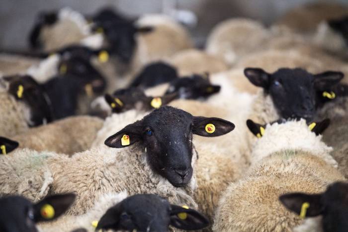 В Азербайджан из Европы доставлено четыре вида породистых овец - ФОТО