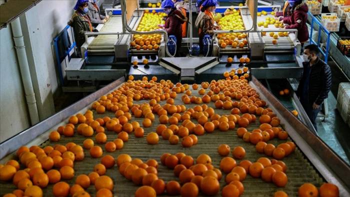Турция поставляет апельсины в 60 стран мира