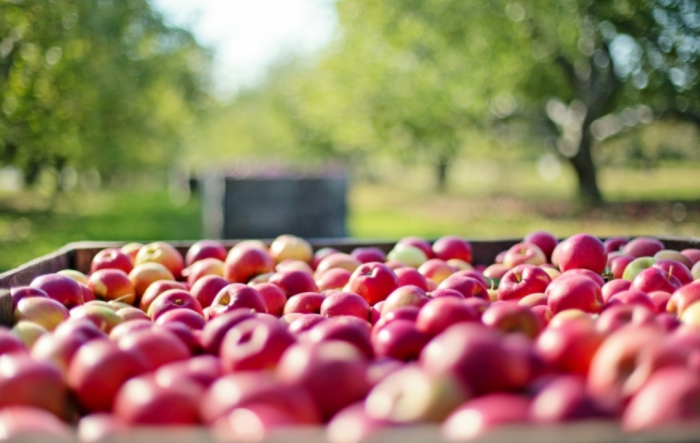 Россельхознадзор разрешил поставки яблок еще с 28 предприятий Азербайджана