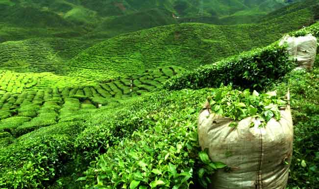 Грузия увеличила импорт чая из Азербайджана

