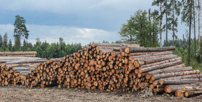 В Азербайджане руководители некоторых региональных центров лесного хозяйства отстранены от работы