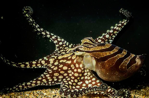 Ученые выяснили, снятся ли осьминогам сны