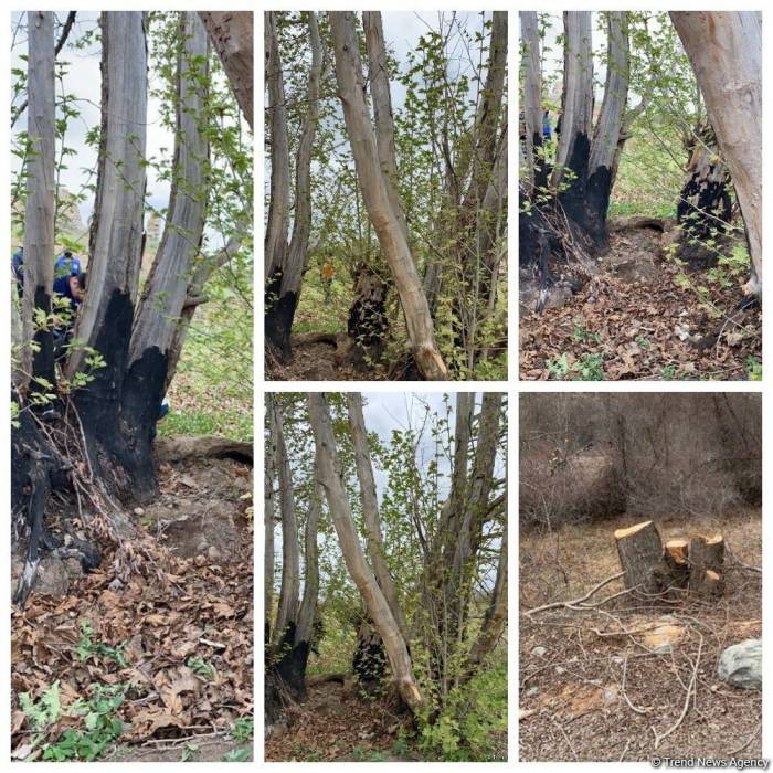 Минэкологии: Армяне уничтожили в Физули 57 га лесной территории 
