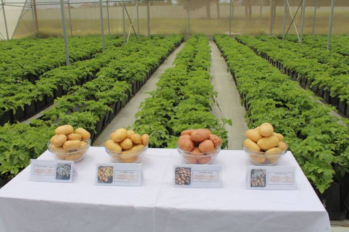 В Гедабейском районе высажены новые сорта картофеля