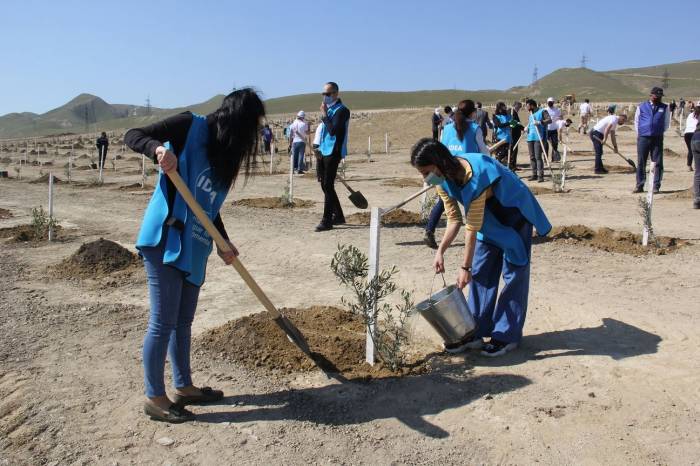 В поселке Ходжасан посажено 500 деревьев - ФОТО