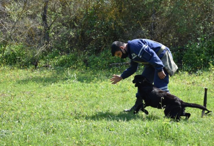 Минобороны Турции подарило МЧС собак-миноискателей - ВИДЕО