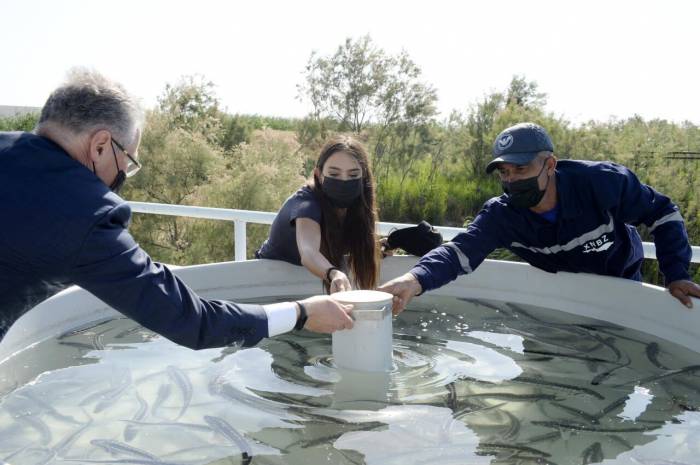 Лейла Алиева на церемонии выпуска в воду мальков осетровых рыб - ФОТО
