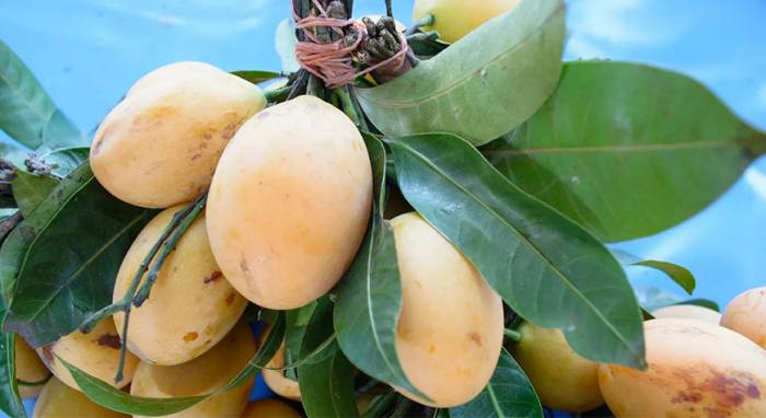 В Индии мужчина нанял охрану для одного из самых дорогих манго в мире
