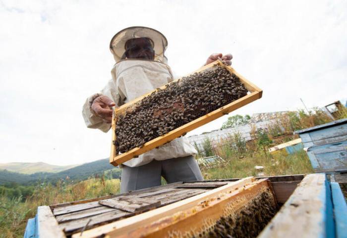 Завершен перенос пчелиных хозяйств на пастбища Лачина
