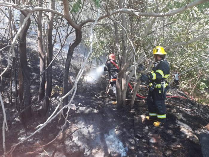 МЧС о пожаре на лесистом участке в Баку