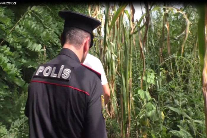 В Балакяне задержаны лица, выращивающие коноплю 