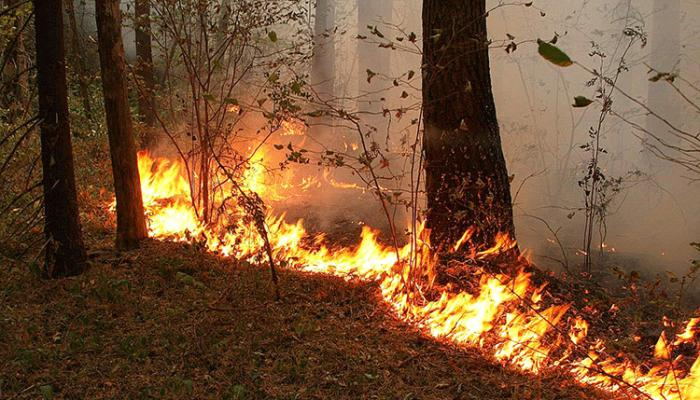 В горах Огуза вспыхнул пожар