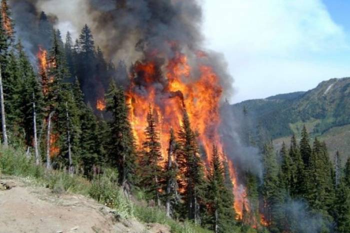 Более 205 тыс. га леса горит на территории России