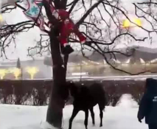 Московские спасатели сняли с дерева застрявшего на нем Санта-Клауса - ВИДЕО
