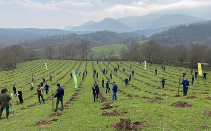 В следующем году в Азербайджане планируется посадить три миллиона деревьев
