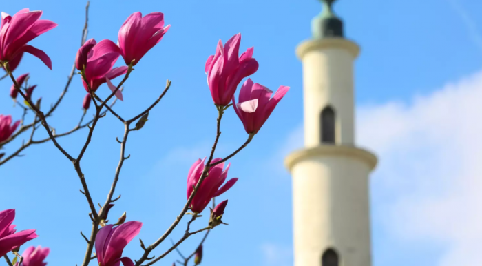 Имама брюссельской мечети лишили вида на жительство