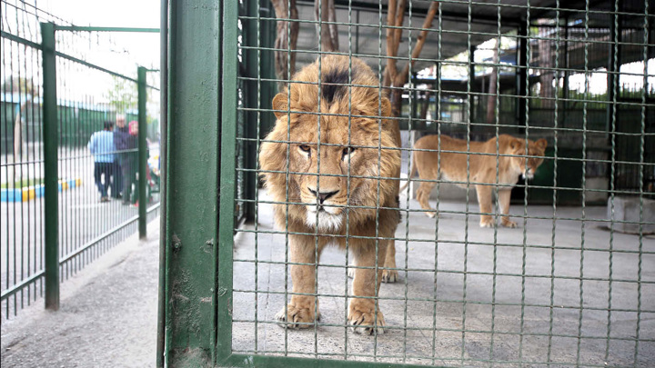 Львы растерзали сотрудника иранского зоопарка