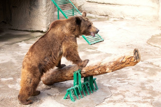 Мать сбросила дочь в вольер к медведю в Ташкентском зоопарке