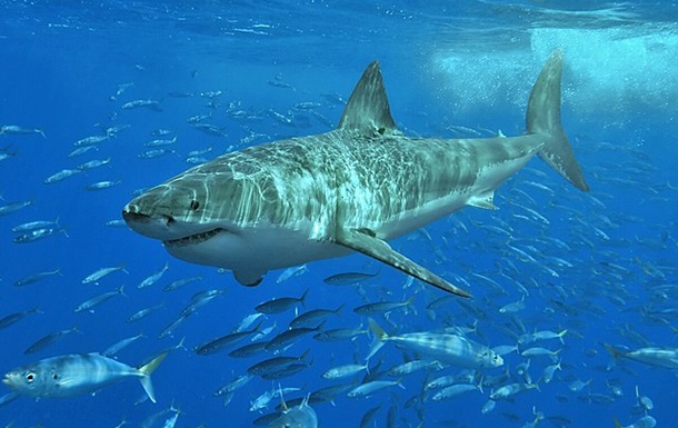 В Сиднее акула убила человека впервые за 60 лет  - ВИДЕО
