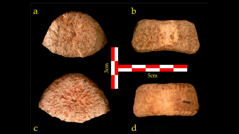 Археологи опознали кость предка человека возрастом в 1,5 млн лет

