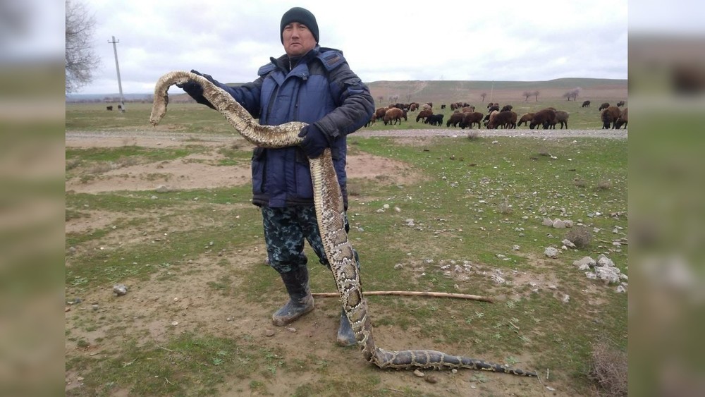 В Узбекистане пастухи обнаружили на поле мертвого питона длиной 3 метра 

