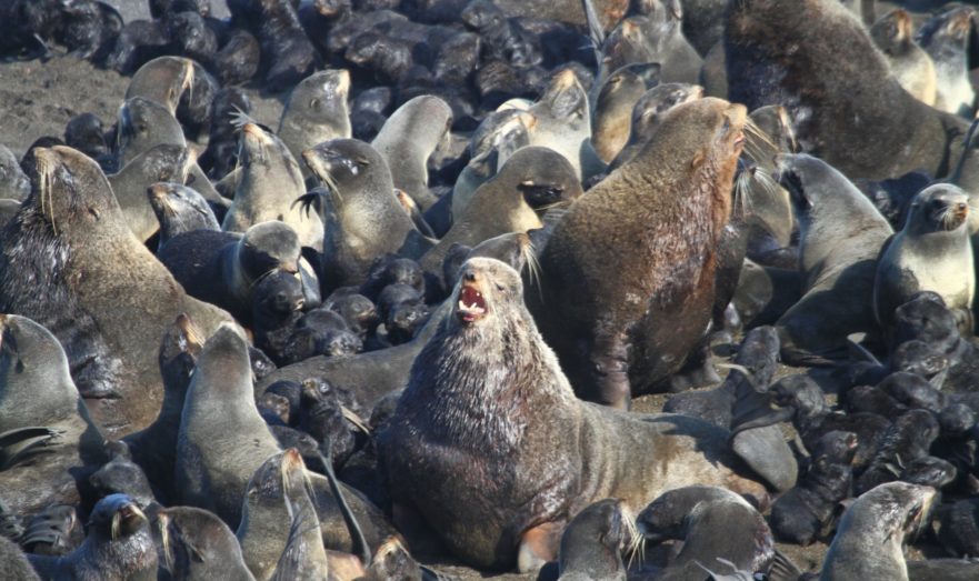 Десятки мертвых тюленей обнаружены на побережье Каспия в Казахстане
