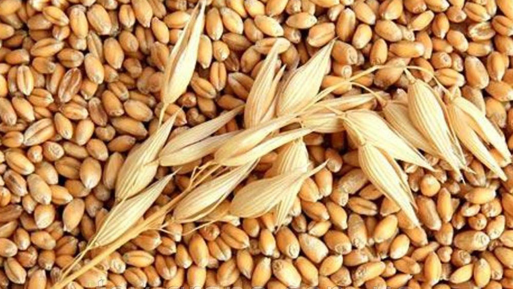 В Казахстане с 15 апреля вводят ограничения на экспорт зерна и муки
