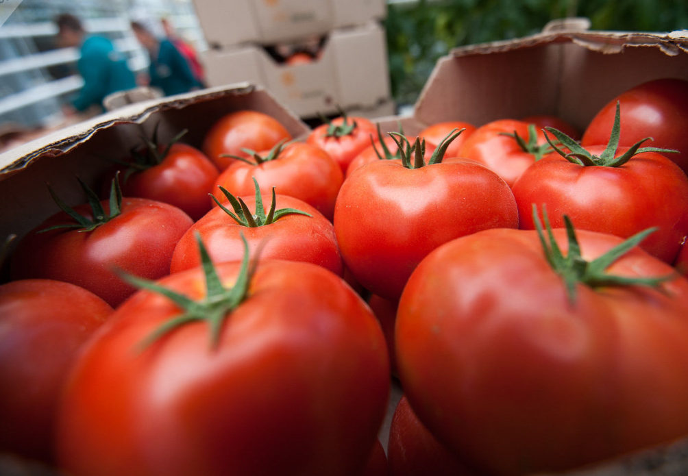 Россия увеличила квоту на поставку помидоров из Турции

