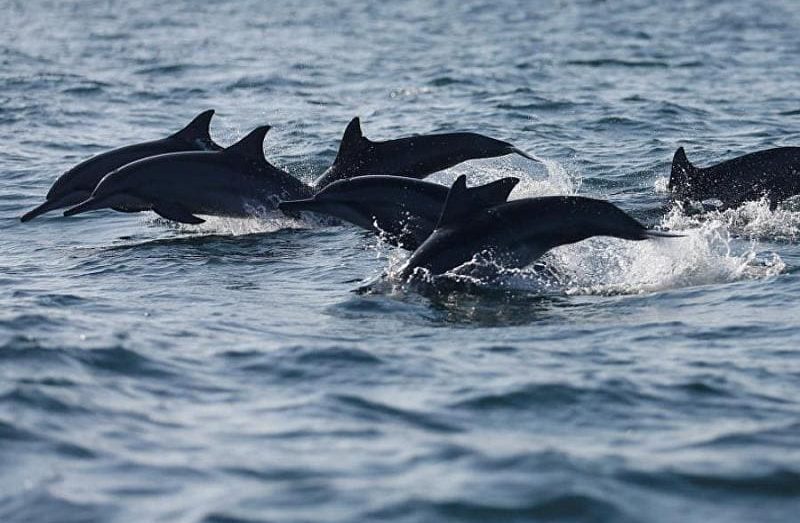 В Лондоне заявили, что Россия в Черном море обучила «военных дельфинов»