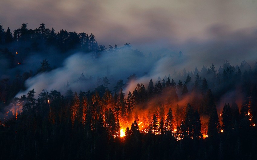 В лесной зоне Габалинского района вспыхнул пожар
