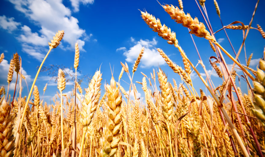 Боррель назвал пшеницу новым оружием России
