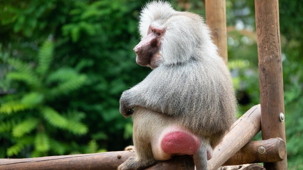 В Великобритании зафиксировали еще два случая заражения человека оспой обезьян
