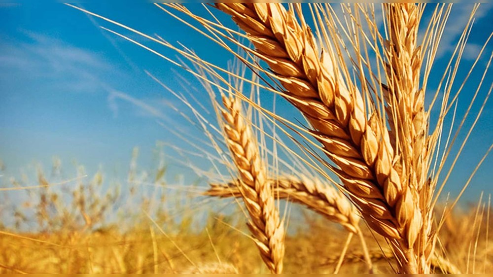 В Турции согласовали план действий по вывозу украинского зерна
