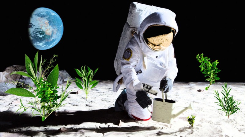 Ученые вырастили растения на лунной почве
