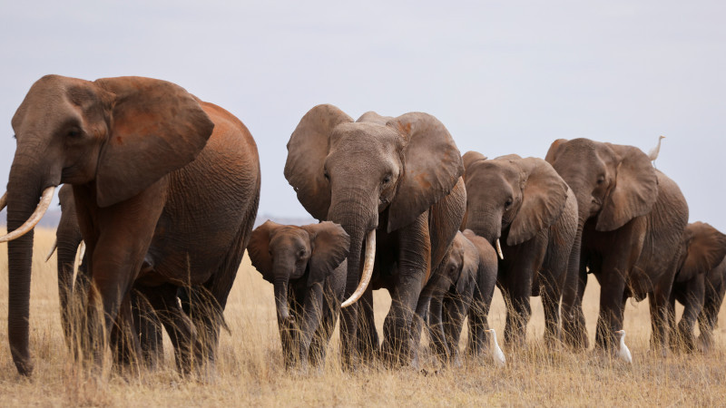 Более 70 слонов погибли из-за засухи в Кении
