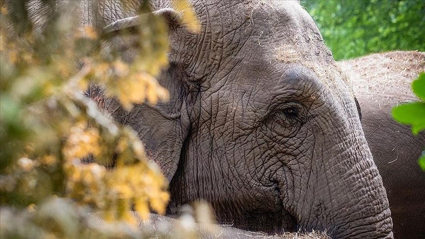 В результате нападения слонов в Зимбабве погибли 60 человек

