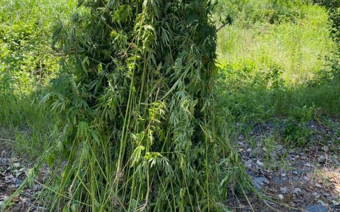 В Загатале уничтожено более тонны наркотикосодержащих растений
