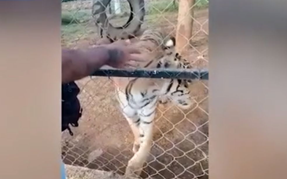 Смотритель зоопарка погладил тигра и умер от разрыва сердца -ВИДЕО
