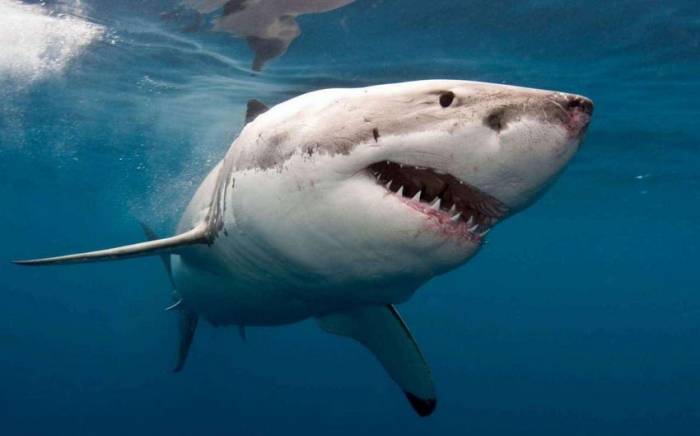 В Египте акула откусила ногу и руку туристке -ВИДЕО
