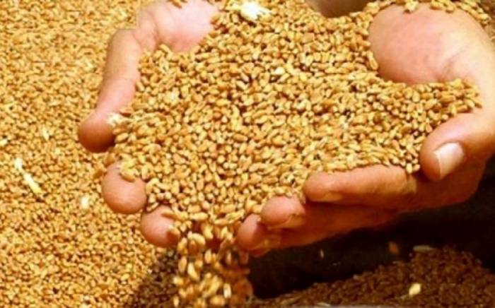 Турция собирается поставлять пшеницу из других стран для покрытия дефицита
