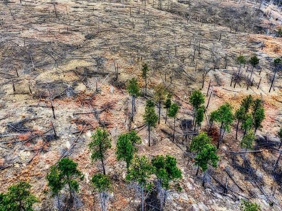 В Бразилии в первой половине 2022 года наблюдается рекордная вырубка лесов Амазонки
