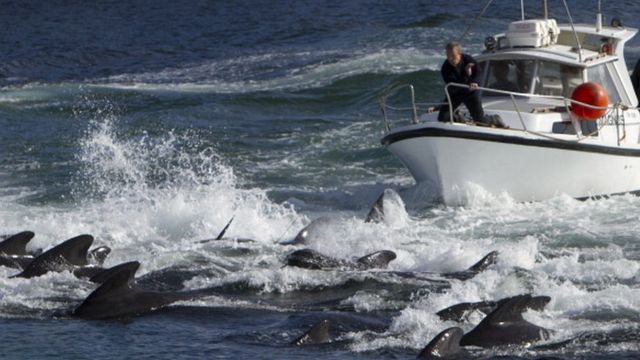 В Патагонии синих китов убивают суда
