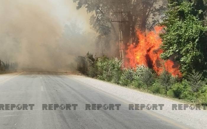 В Хачмазе начался лесной пожар -ФОТО
