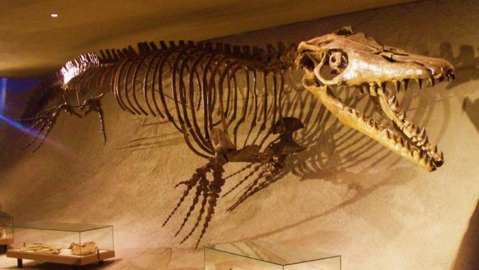 Найдены девятиметровые окаменелые останки мозазавра
