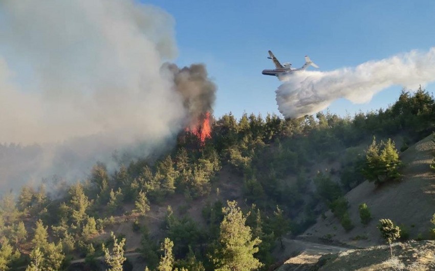Пожар в горно-лесистой местности в Загатале охватил площадь в 10 гектаров
